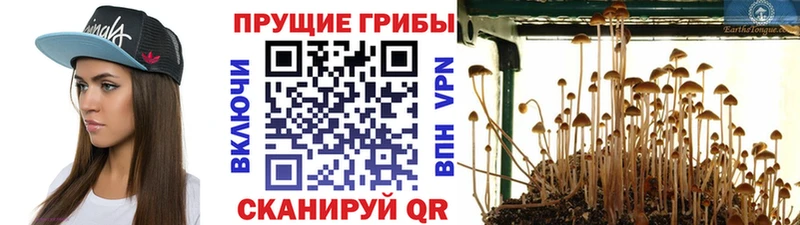 Галлюциногенные грибы прущие грибы  Новороссийск 